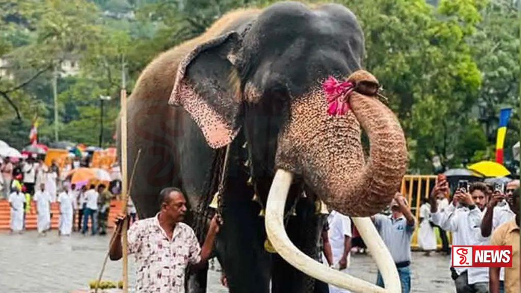 කතරගම වාසනා පෙරහැර සඳහා ලබා දීම සීමා කෙරේ