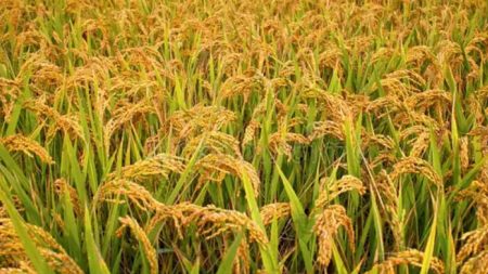 වී මිලදී ගැීනීමට තවත් මිලියන 2500ක ප්රතිපාදන වෙන් කෙරේ